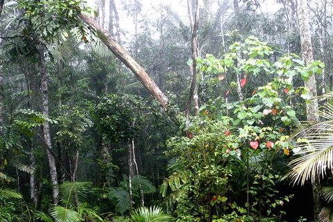 Atherton Tablelands Rain Forest By Night From Cairns - Attractions Sydney 4