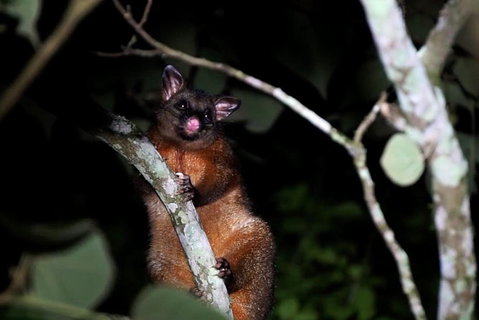Atherton Tablelands Rain Forest By Night From Cairns - Attractions Sydney 2