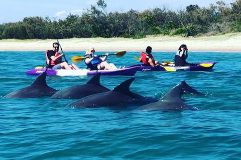 Half Day Dolphin Kayaking And Snorkeling Tour - Attractions Sydney 1