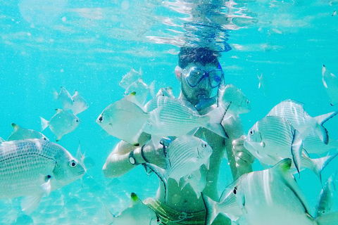 Half Day Dolphin Kayaking And Snorkeling Tour - Attractions Sydney 3