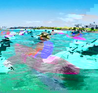 Half Day Dolphin Kayaking and Snorkeling Tour