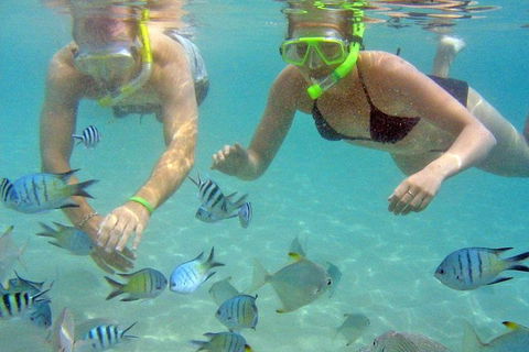 Half Day Dolphin Kayaking And Snorkeling Tour - Attractions Sydney 4