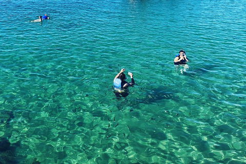Half Day Dolphin Kayaking And Snorkeling Tour - Attractions Sydney 12