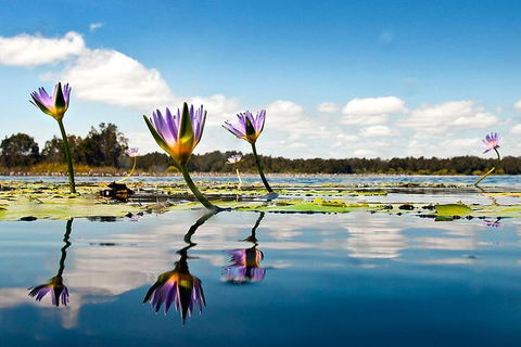 Serenity Cruise To Australia\'s Everglades - Attractions Sydney 7