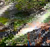 Small group Gold Coast Mountain Tour Springbrook National Park and Mt Tamborine - Attractions Sydney