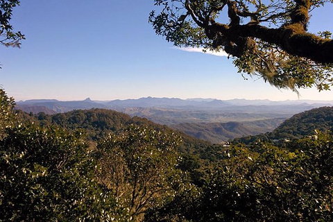 Gold Coast Lamington National Park And Tamborine Mountain 4WD Ecotour - Attractions Sydney 6