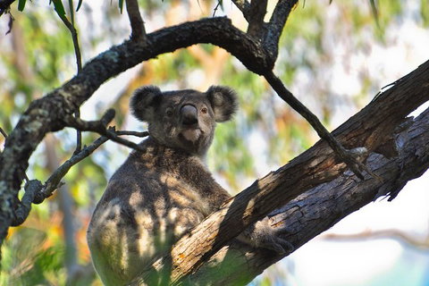 Gold Coast Lamington National Park And Tamborine Mountain 4WD Ecotour - Attractions Sydney 3