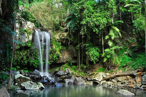 Gold Coast Lamington National Park And Tamborine Mountain 4WD Ecotour - Attractions Sydney 2