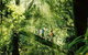 Gold Coast Lamington National Park And Tamborine Mountain 4WD Ecotour - thumb 0
