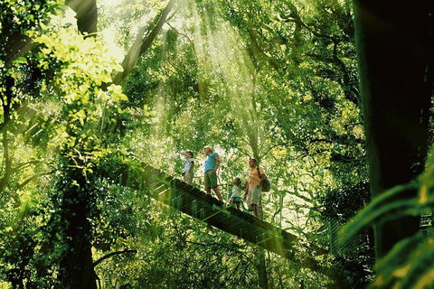 Gold Coast Lamington National Park And Tamborine Mountain 4WD Ecotour - Attractions Sydney 0