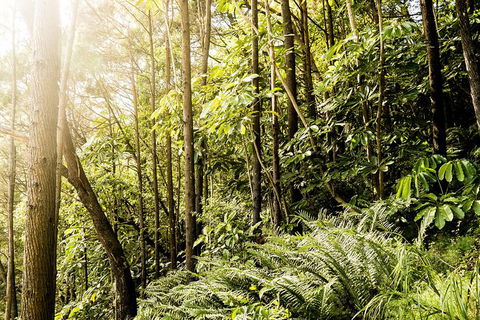 Everglades Eco Safari To Australia\'s Everglades - Attractions Sydney 12