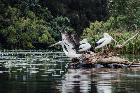 Everglades Eco Safari To Australia\'s Everglades - Attractions Sydney 0