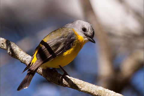 Everglades Eco Safari To Australia\'s Everglades - Attractions Sydney 6