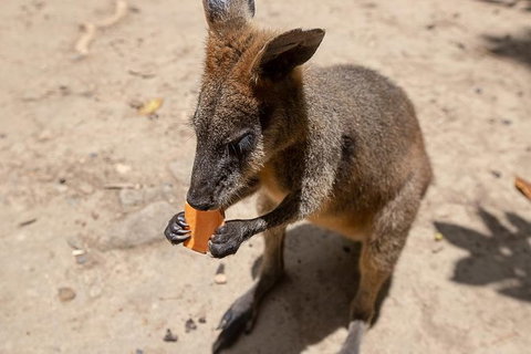 Daintree Rainforest, Cape Tribulation And Bloomfield Track Small Group Tour - Attractions Sydney 9