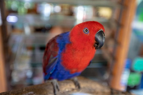 Daintree Rainforest, Cape Tribulation And Bloomfield Track Small Group Tour - Attractions Sydney 14