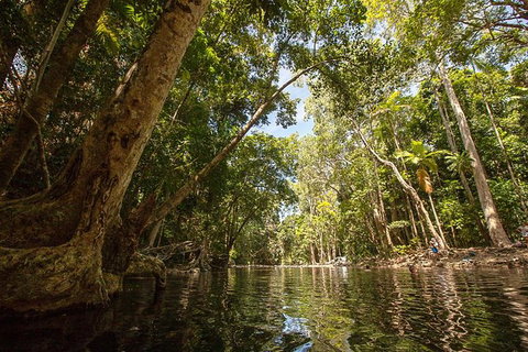 Daintree Rainforest, Cape Tribulation And Bloomfield Track Small Group Tour - Attractions Sydney 7