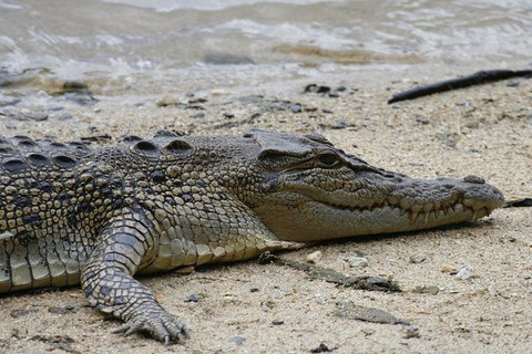 Daintree Rainforest, Cape Tribulation And Bloomfield Track Small Group Tour - Attractions Sydney 8