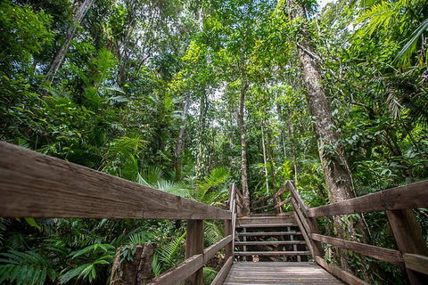 Daintree Rainforest, Cape Tribulation And Bloomfield Track Small Group Tour - Attractions Sydney 13