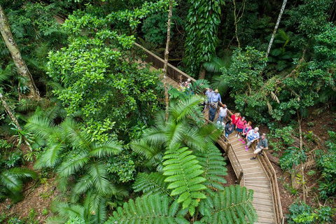 Daintree Rainforest, Cape Tribulation And Bloomfield Track Small Group Tour - Attractions Sydney 0