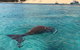 Cruise In Moreton Bay Marine Park And Moreton Island - thumb 3