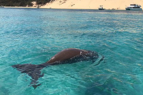Cruise In Moreton Bay Marine Park And Moreton Island - Attractions Sydney 3