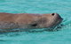 Cruise In Moreton Bay Marine Park And Moreton Island - thumb 7