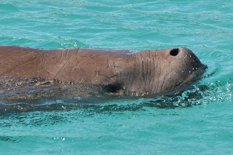 Cruise In Moreton Bay Marine Park And Moreton Island - Attractions Sydney 7