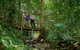 Daintree And Cape Tribulation Tour From Cairns - thumb 3