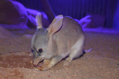 Kuranda Wildlife Experience Thee Attraction Pass - Attractions Sydney 2