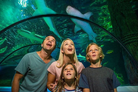 SEA LIFE Sunshine Coast Aquarium Entrance Ticket - Attractions Sydney 3