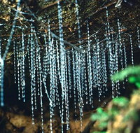 Glow Worm Evening Eco-Adventure from the Gold Coast - Attractions Sydney