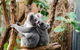 Kuranda Day Tour, TKS-3 Wildlife Gold 930 - thumb 5