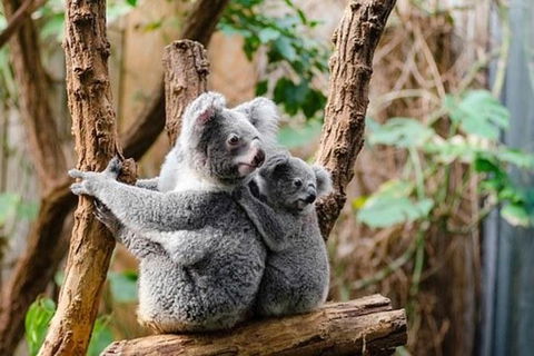 Kuranda Day Tour, TKS-3 Wildlife Gold 930 - Attractions Sydney 5