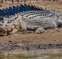 Solar Whisper Daintree River Crocodile and Wildlife Cruise - Attractions Sydney