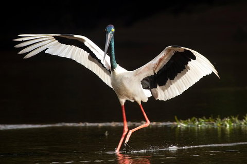 Daintree River - Private Photography Cruise - Attractions Sydney 0