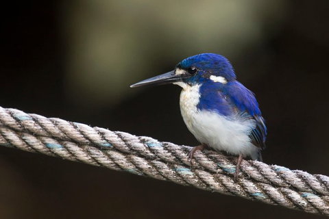 Daintree River - Private Photography Cruise - Attractions Sydney 1