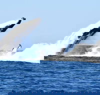 Noosa Whale Watching - Attractions Sydney