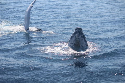 Whale Watching Cruise From Mooloolaba - Attractions Sydney 5
