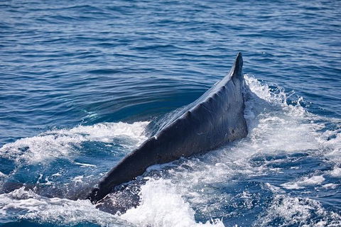 Whale Watching Cruise From Mooloolaba - Attractions Sydney 3