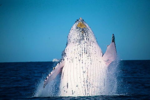 Whale Watching Cruise From Mooloolaba - Attractions Sydney 0