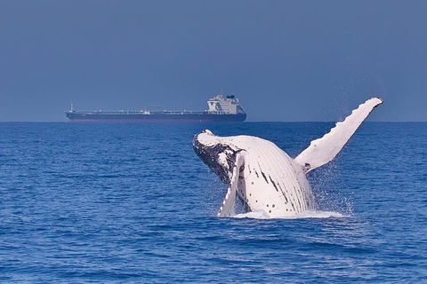 Whale Watching Cruise From Mooloolaba - Attractions Sydney 6