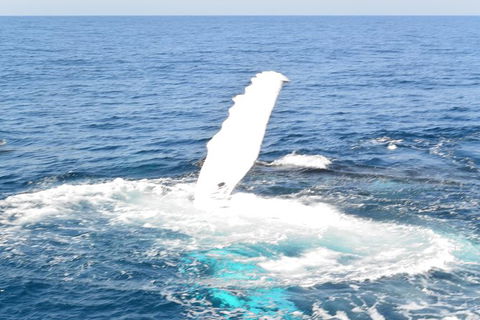 Whale Watching Cruise From Mooloolaba - Attractions Sydney 4