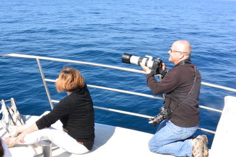 Whale Watching Cruise From Mooloolaba - Attractions Sydney 2