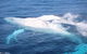 Whale Watching Cruise From Mooloolaba - thumb 1