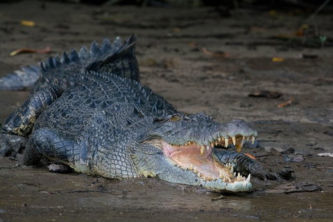 Daintree Afternoon Nocturnal Nature And Wildlife Tour - Attractions Sydney 4