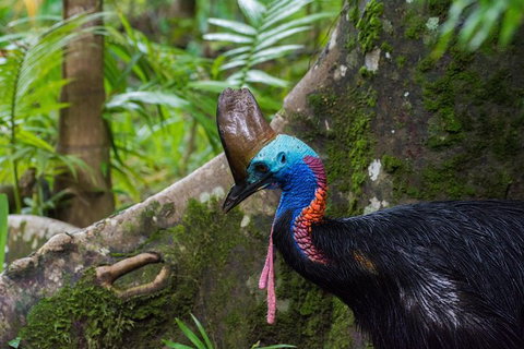 Daintree Afternoon Nocturnal Nature And Wildlife Tour - Attractions Sydney 0