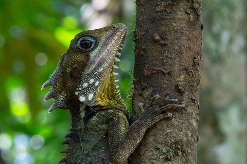 Daintree Afternoon Nocturnal Nature And Wildlife Tour - Attractions Sydney 1