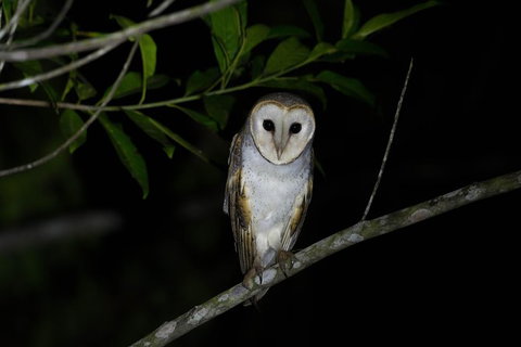 Daintree Afternoon Nocturnal Nature And Wildlife Tour - Attractions Sydney 10