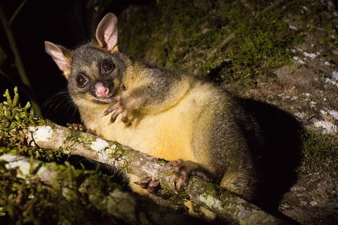 Daintree Afternoon Nocturnal Nature And Wildlife Tour - Attractions Sydney 7