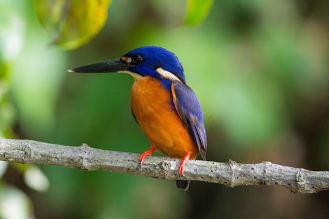 Daintree Afternoon Nocturnal Nature And Wildlife Tour - Attractions Sydney 2